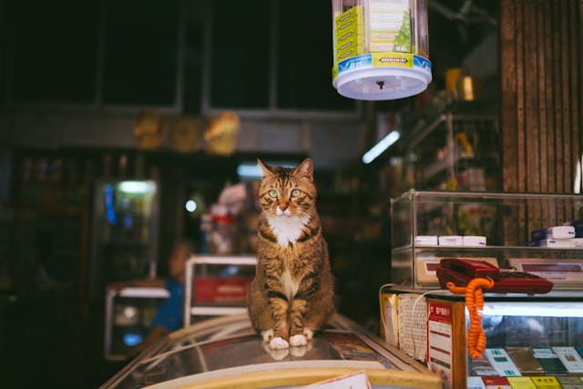 Pet Franchise